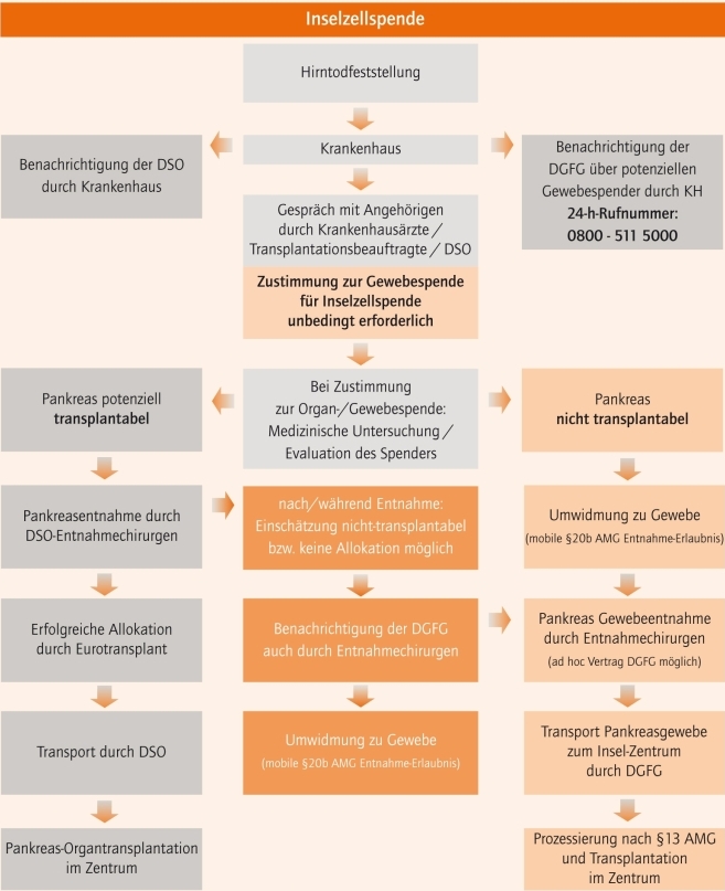 Ablauf einer Inselzellspende angefangen von der Spendermeldung über die Gewebeentnahme bis hin zur Inseltransplantation